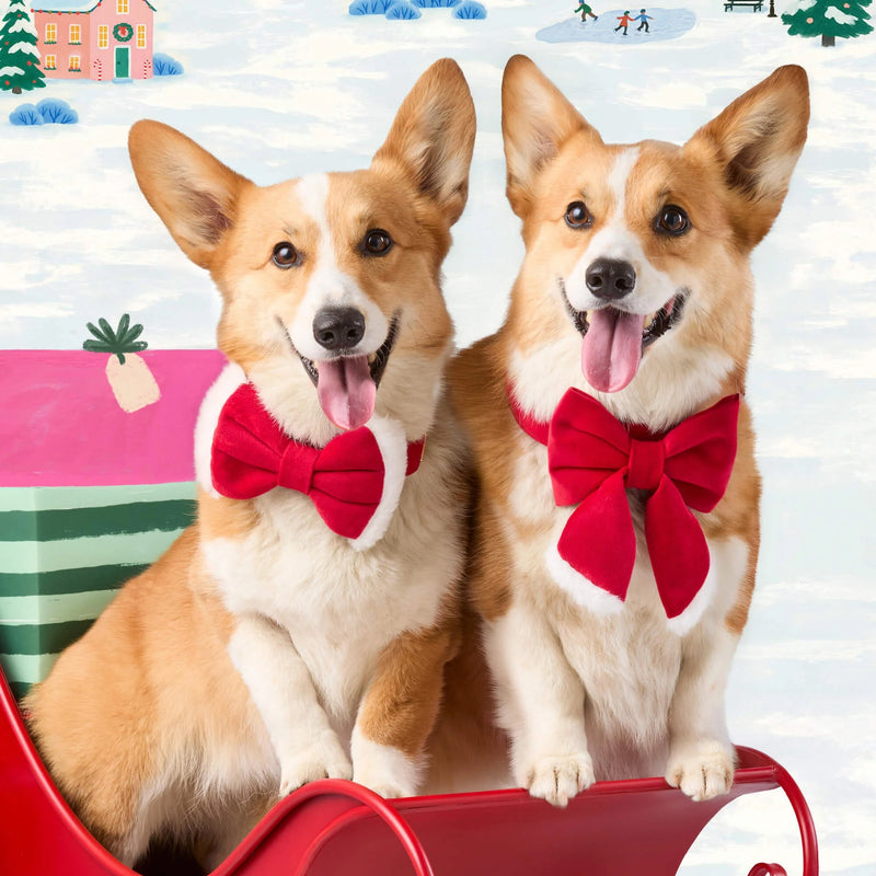 Two corgis wearing red bow ties sitting on a red surface with a festive background.