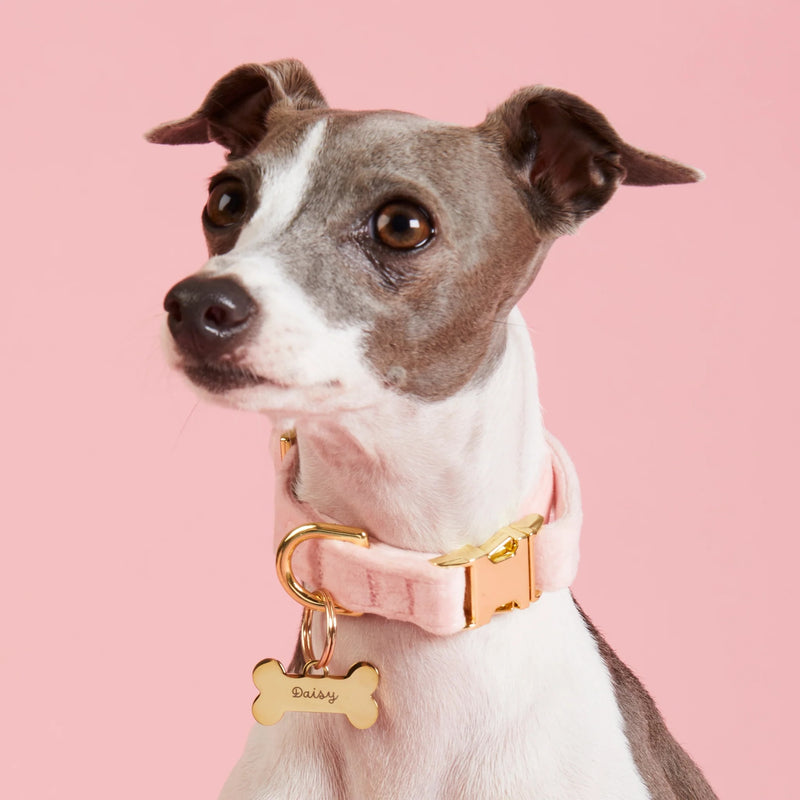 Dog wearing a pink collar with a gold tag on a pink background