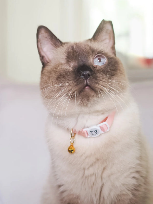 Gentle Purr_Camelia_Cat Collar_Lifestyle