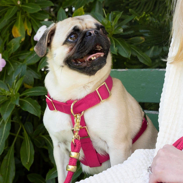 Foggy Dog_Dog Harness_Hot Pink_Pug