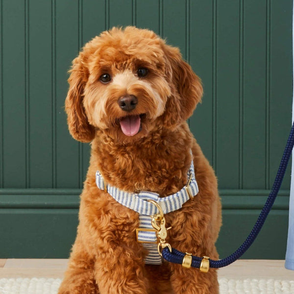 Foggy Dog_Dog Harness_Lake Blue_Labradoodle