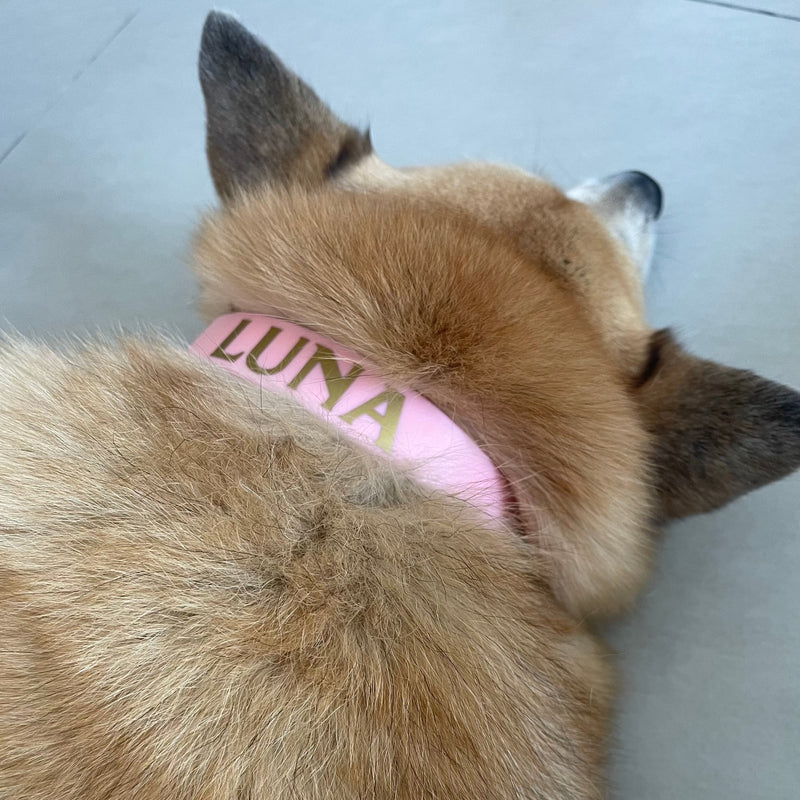 Howl & Growl_Personalised Dog Collar_Think Pink_husky