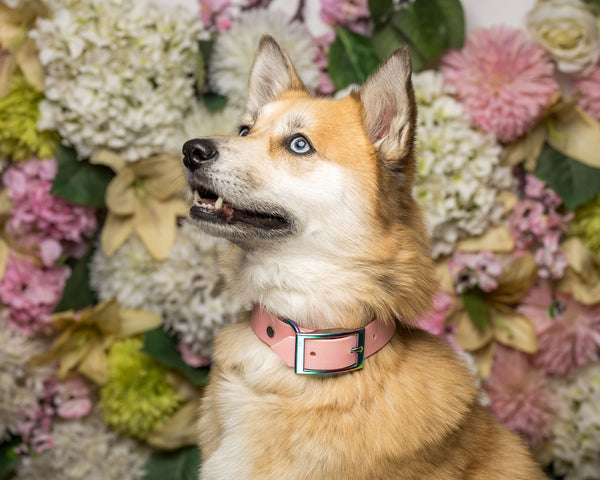 Dog with a pink collar standing in front of a floral background