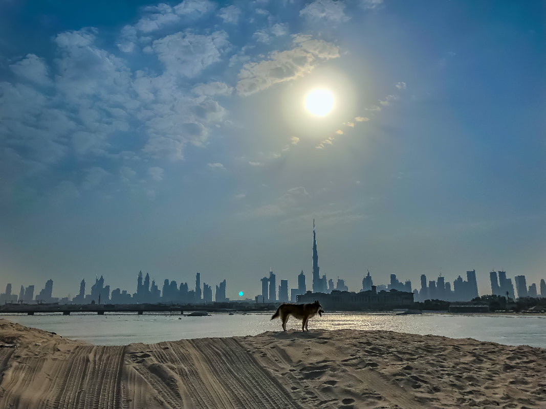 Dubai Dogs