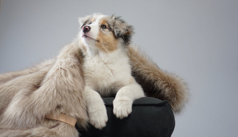 Dog sitting inside a black pot against a gray background