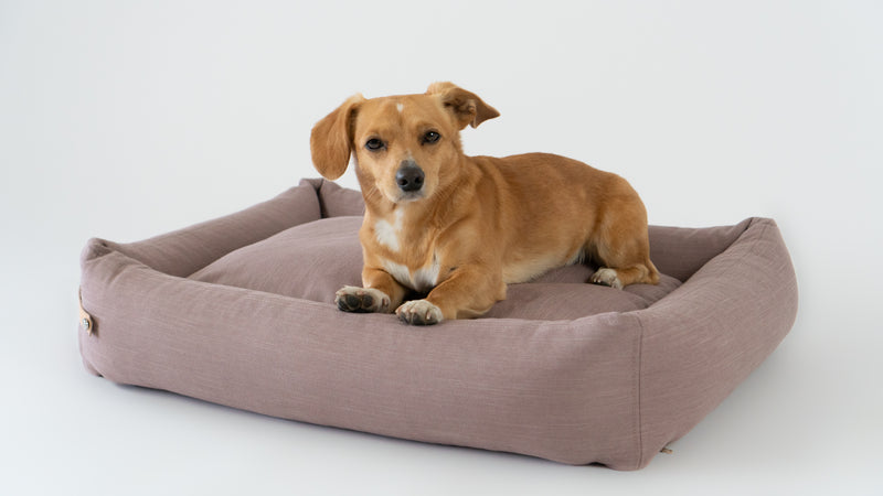 Dog lying on a brown pet bed against a white background