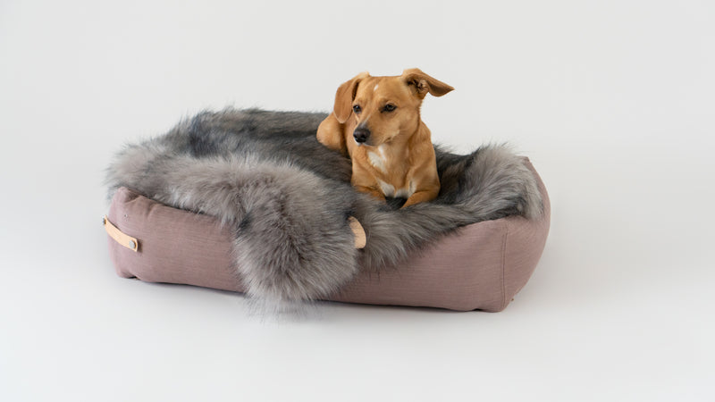 Dog sitting on a fluffy pink pet bed with gray fur trim against a white background