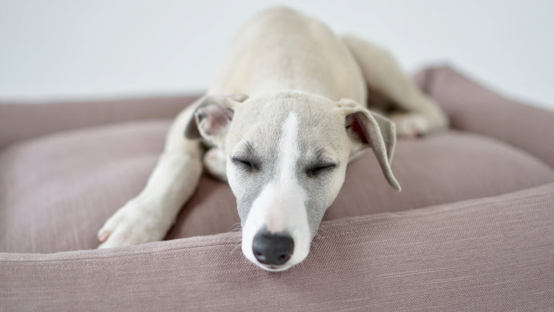 White dog resting on a brown cushion with a blurred background