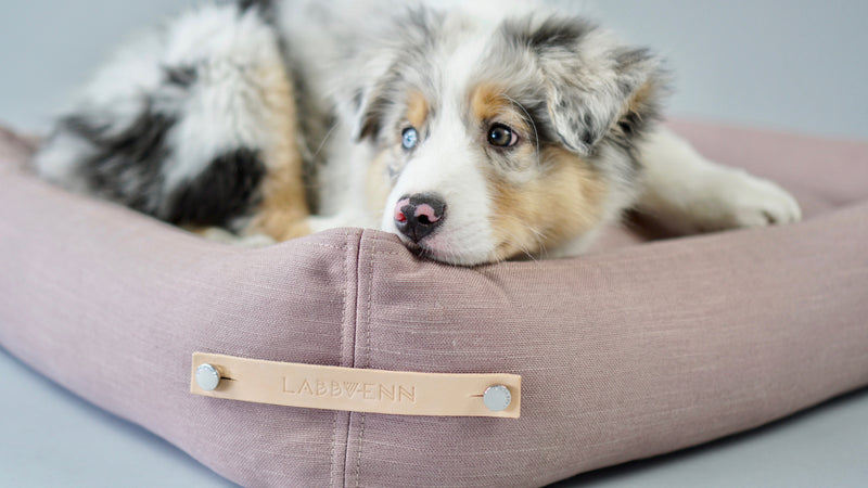 Puppy lying on a pink dog bed with a brand name tag.