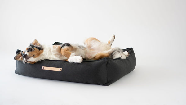 Dog lying on a grey dog bed with a white background