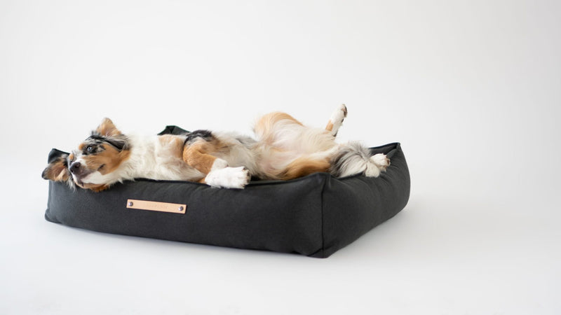 Dog lying on a grey dog bed with a white background