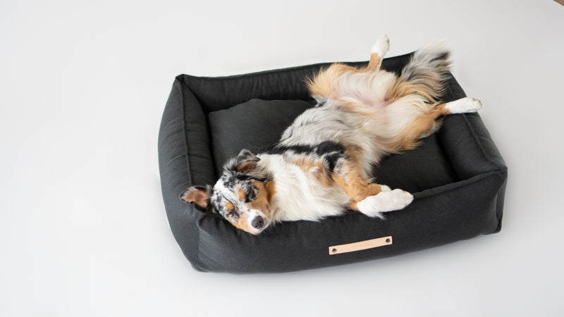 Dog lying on a grey pet bed with a white background