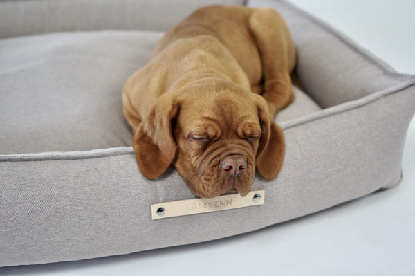 Dog lying on a beigepet bed with a nameplate