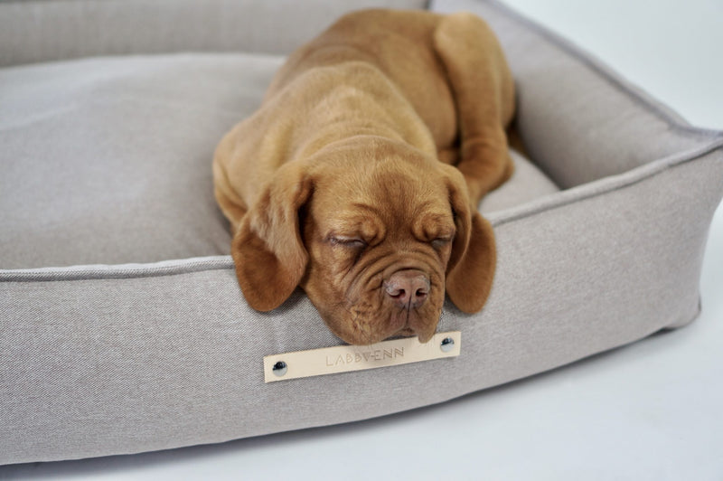 Dog lying on a beigepet bed with a nameplate