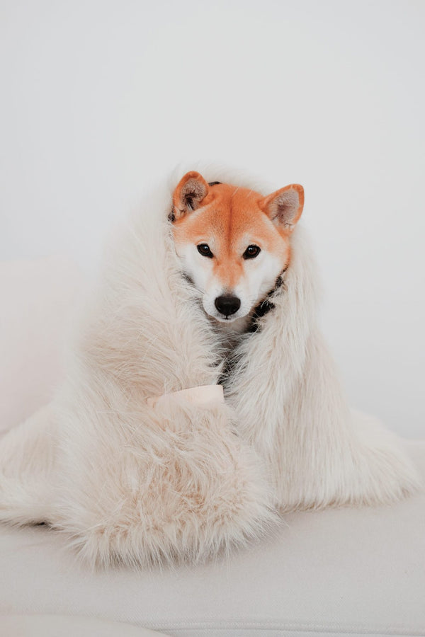 White dog with orange face lying on a white background