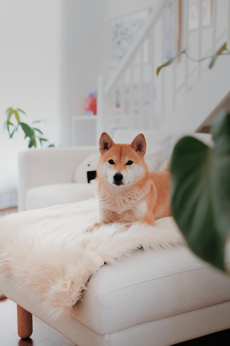 Shiba Inu dog sitting on a white couch in a bright room with plants.