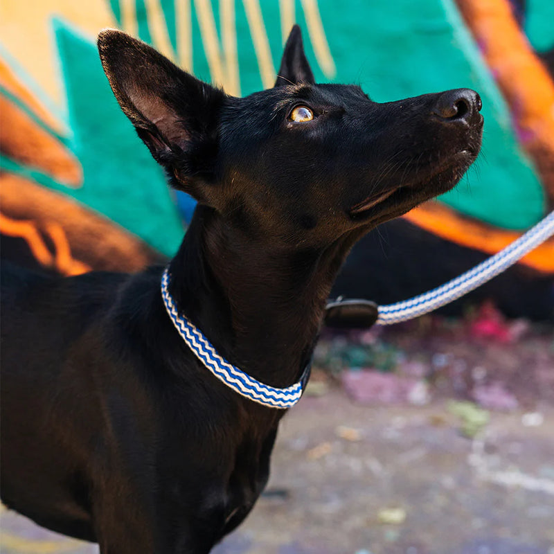 Cloud 7_Mauerpark_Dog Collar_Black Dog