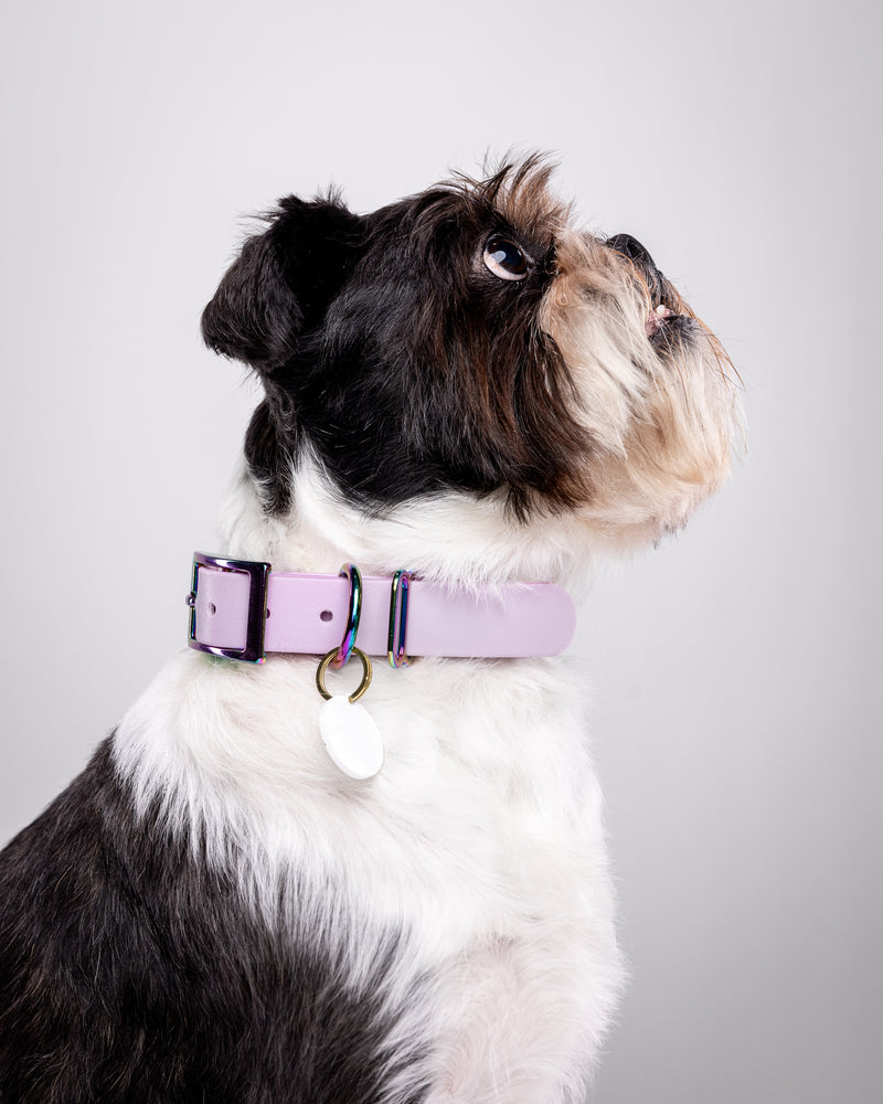 Black and white Dog In purple dog collar