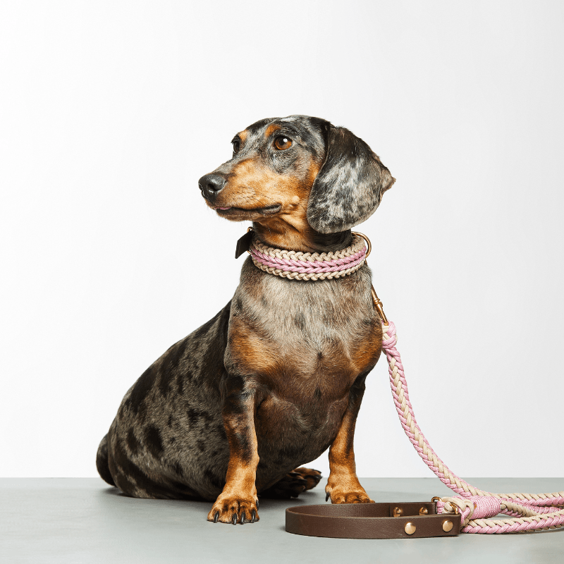 Dachshund wearing a pink collar and leash on a white background
