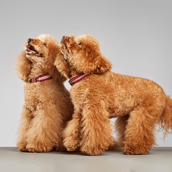 Two brown poodles wearing red collars against a gray background