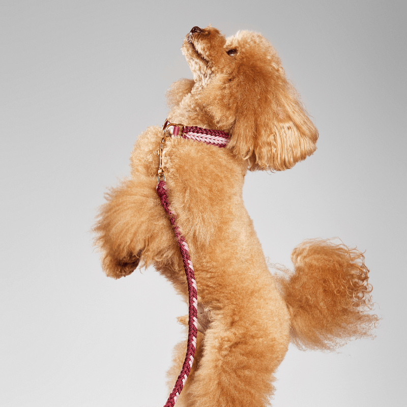 Brown dog on a leash against a gray background
