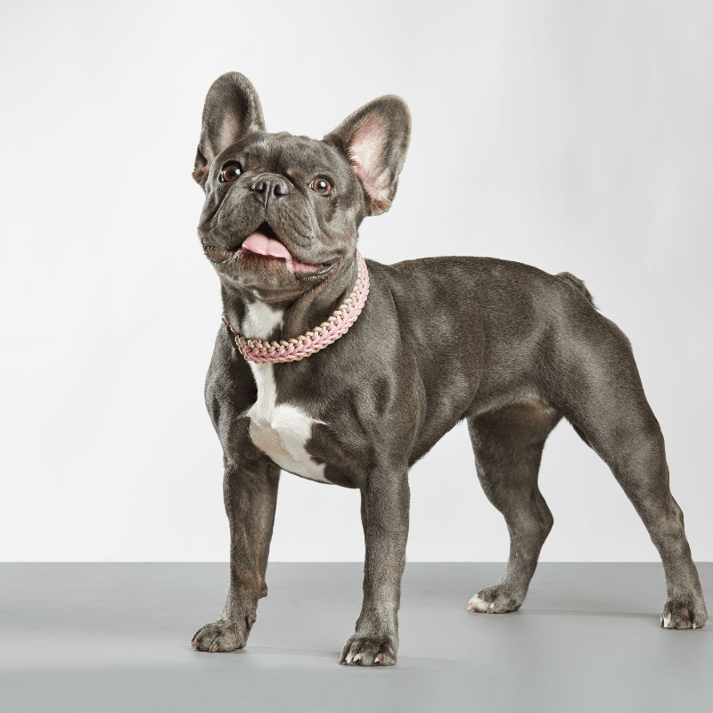 Gray French Bulldog wearing a pink collar on a light gray background