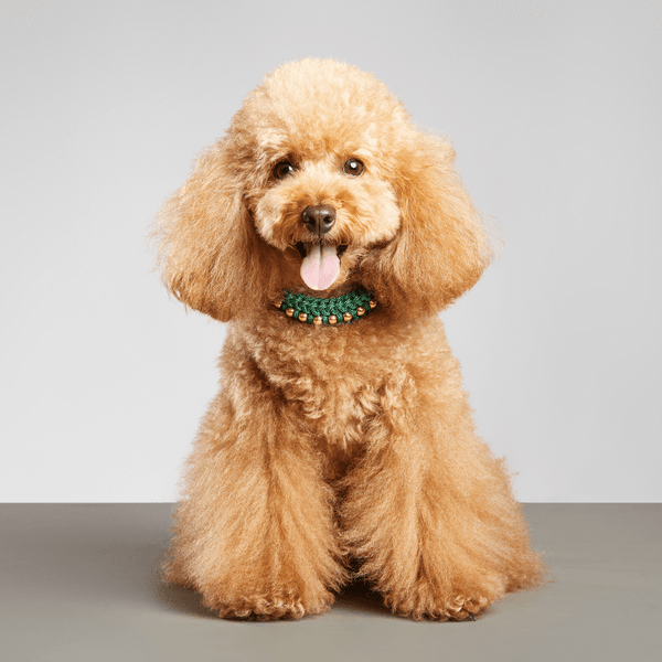 Brown poodle wearing a green collar on a gray background