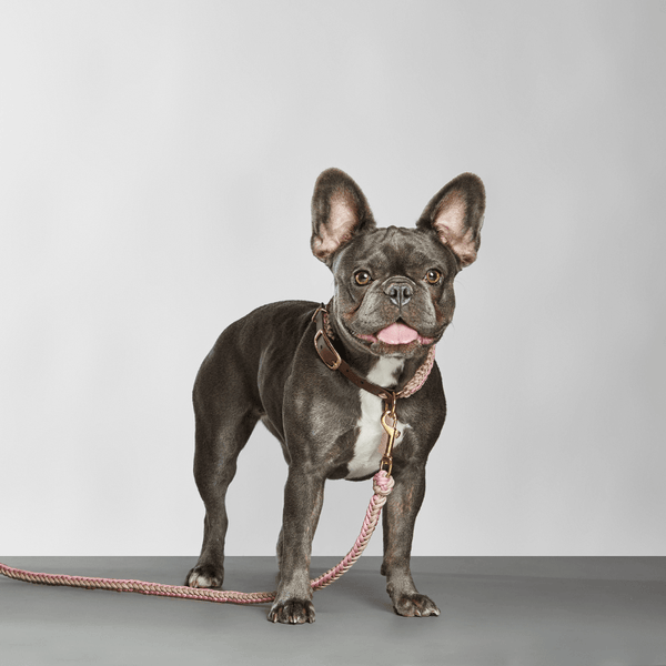 Dog on a leash standing against a plain background