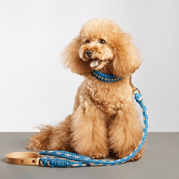Brown dog wearing a blue collar and leash on a gray background