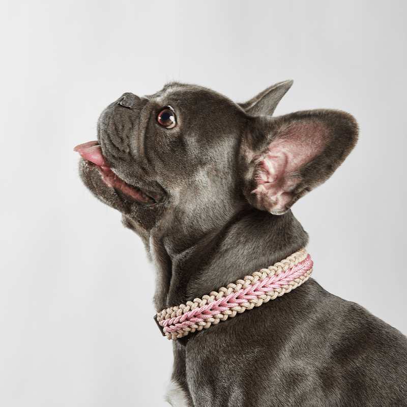 Gray dog wearing a pink and beige collar on a light gray background