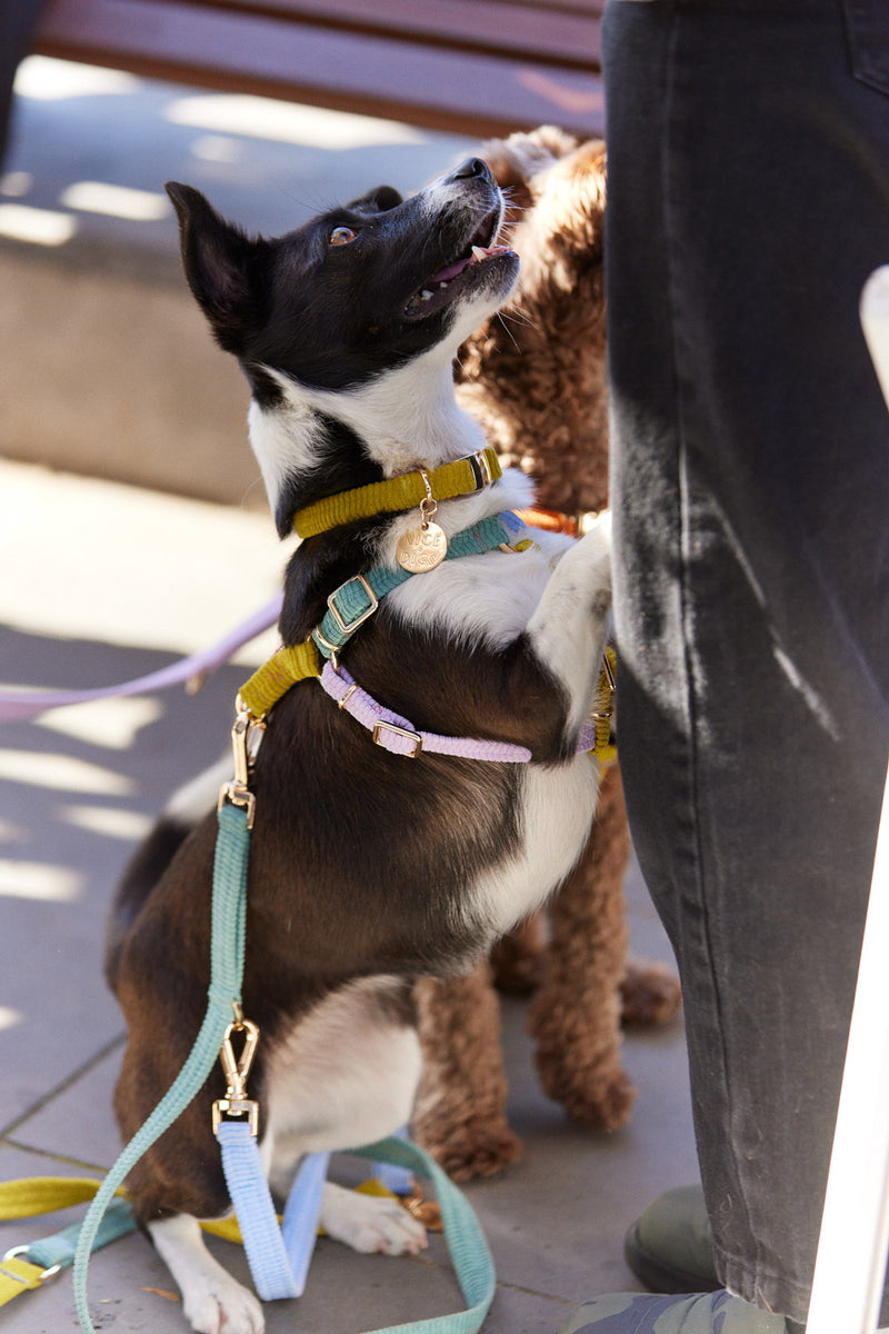 Nice Digs_Dog Harness_Tender Hug_Back clip