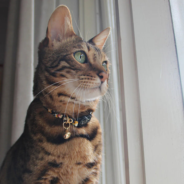 Nice DIgs_Posie Sunshine_Cat Collar_Leather_Tabby Cat 2