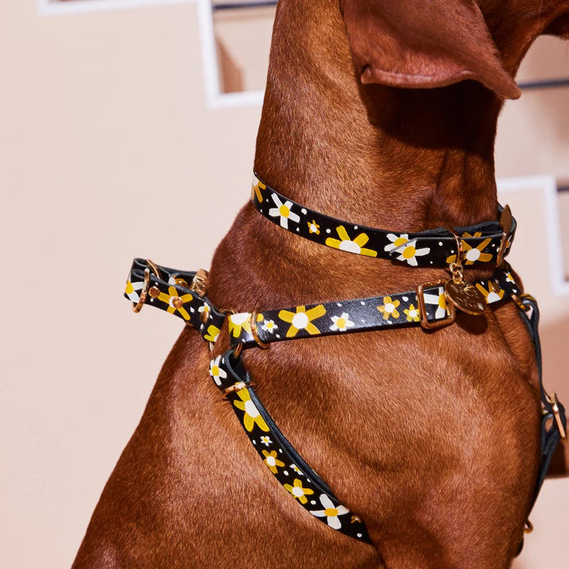 Nice Digs_Dog Collar-Posie-Sunshine-Black Leather_Harness