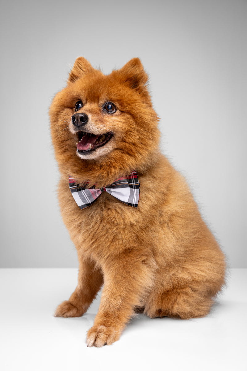 Howl & Growl_Dog Bow Tie_Cream Tartan_Pomeranian