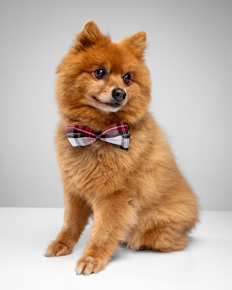 Cream Tartan Dog Bow Tie