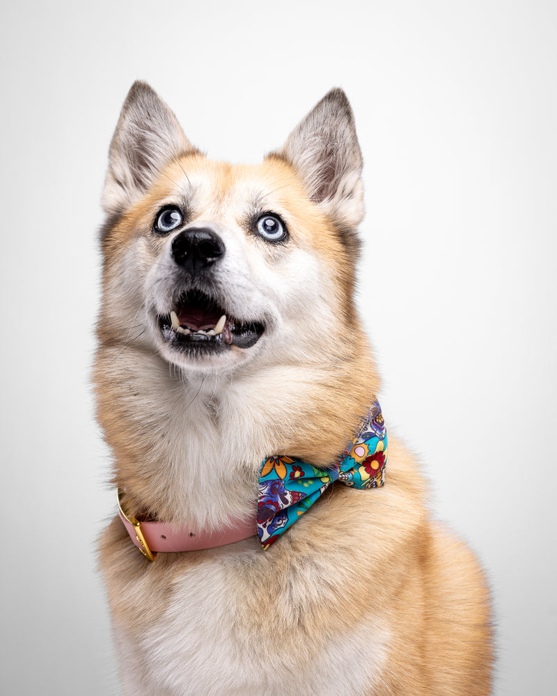 Mexican Skull Dog Bow Tie