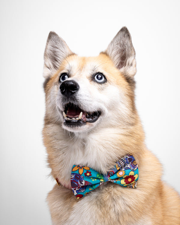 Howl & Growl_Mexican Skull Print_Dog Bow Tie