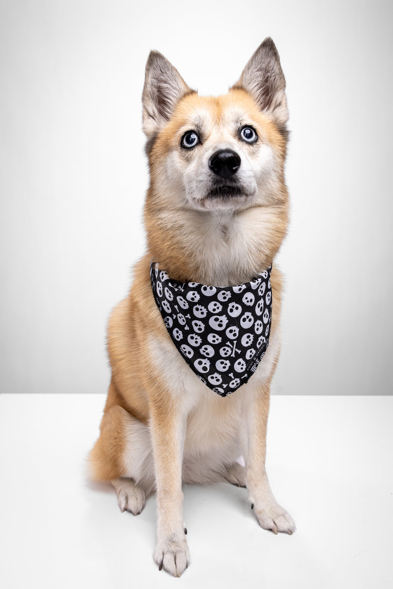 Spooky Skull Dog Bandana