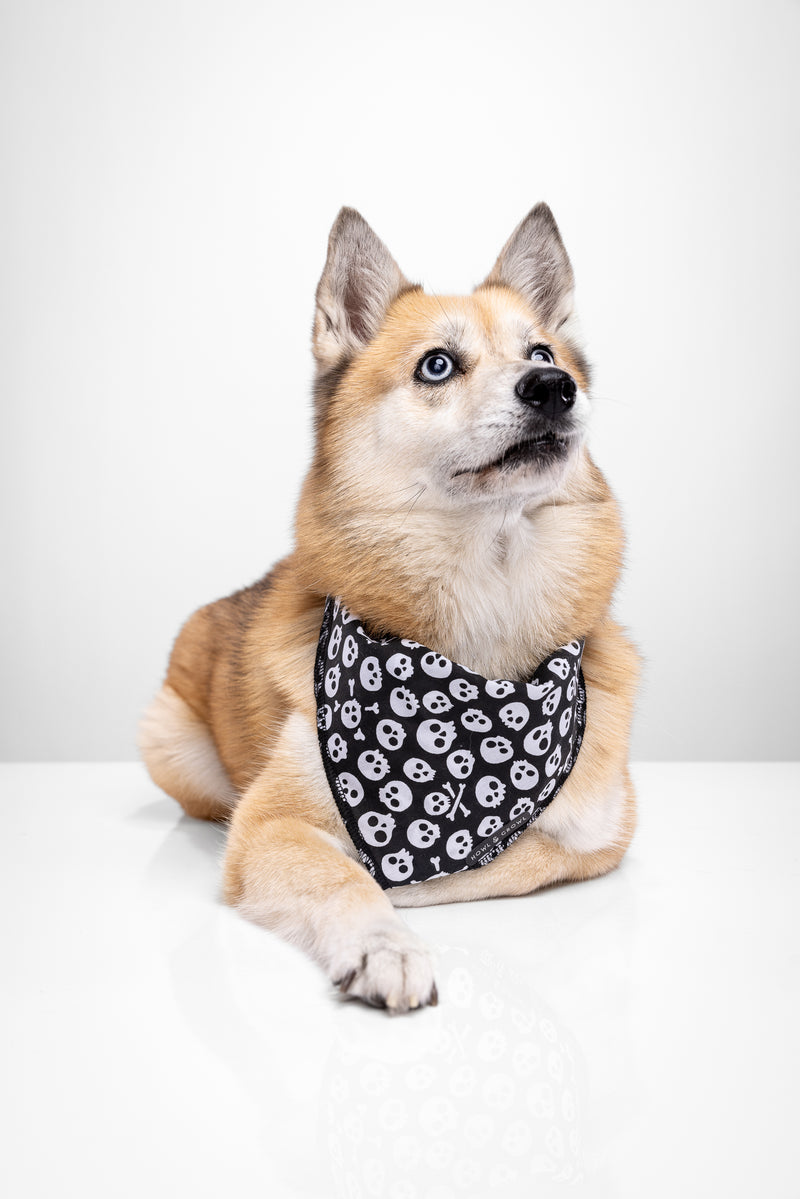 Spooky Skull Dog Bandana