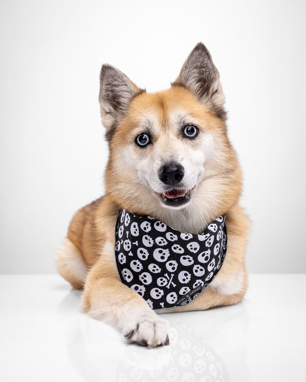 Howl & Growl_Skull Print_Dog Bandana_Husky