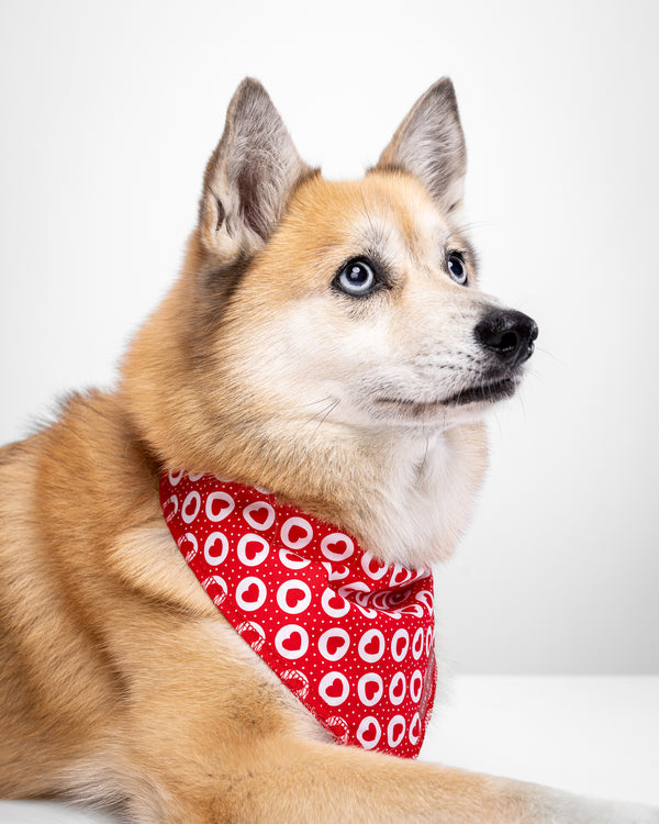 Howl & Growl_Dog Bandana_hearts