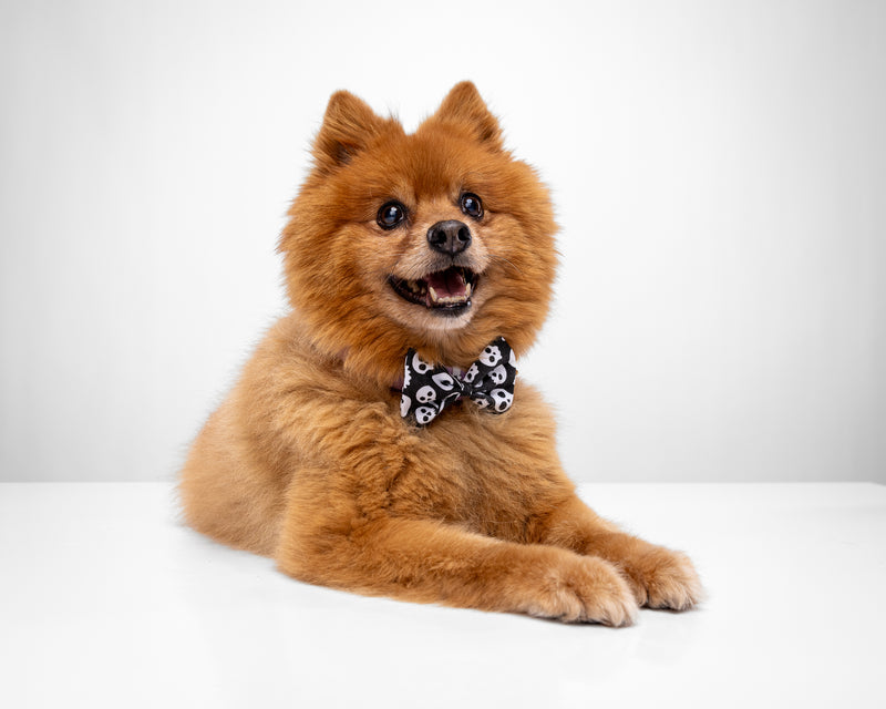 Howl & Growl_Skull Print_Dog Bow Tie_pomeranian 