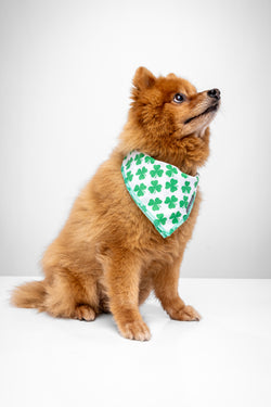 Howl & Growl_Dog Bandana_Shamrock_Paddy