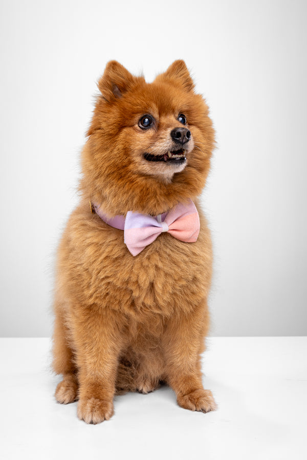 Howl & Growl_Dog Bow tie_Pink Plaid_Pomeranian