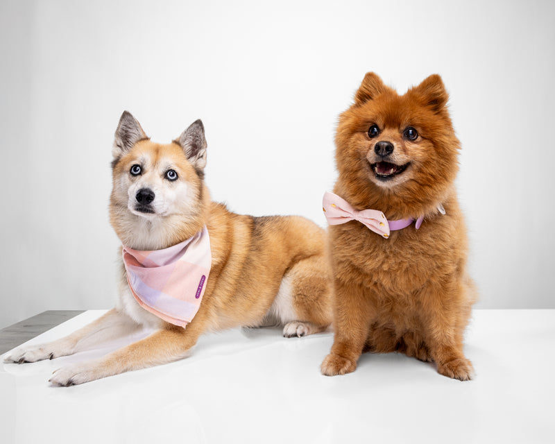 Howl & Growl_Dog Bow tie_Dog Bandana_Pink Plaid