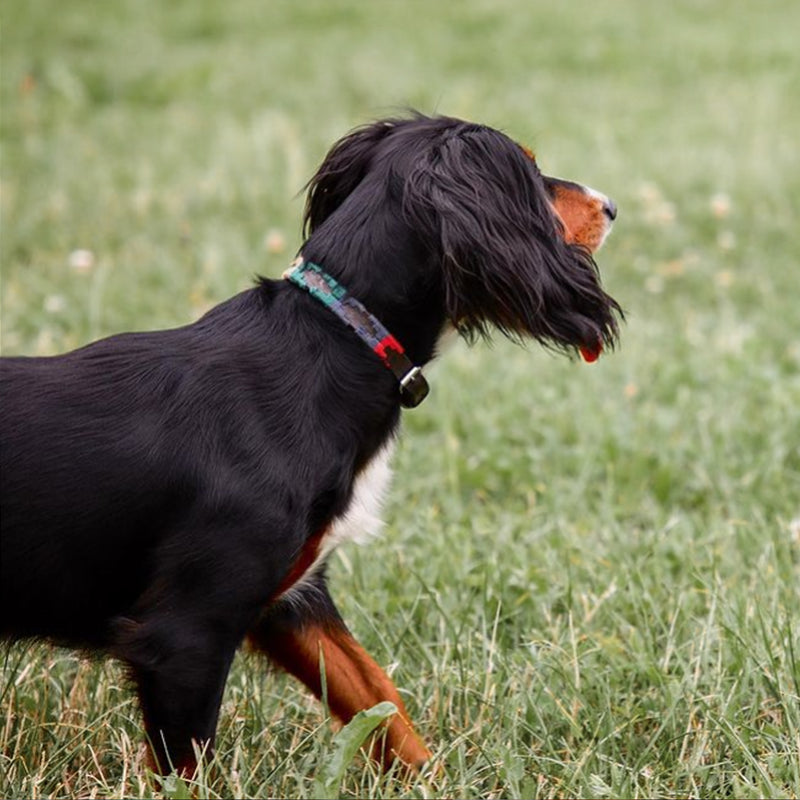Dog with a collar standing on grass