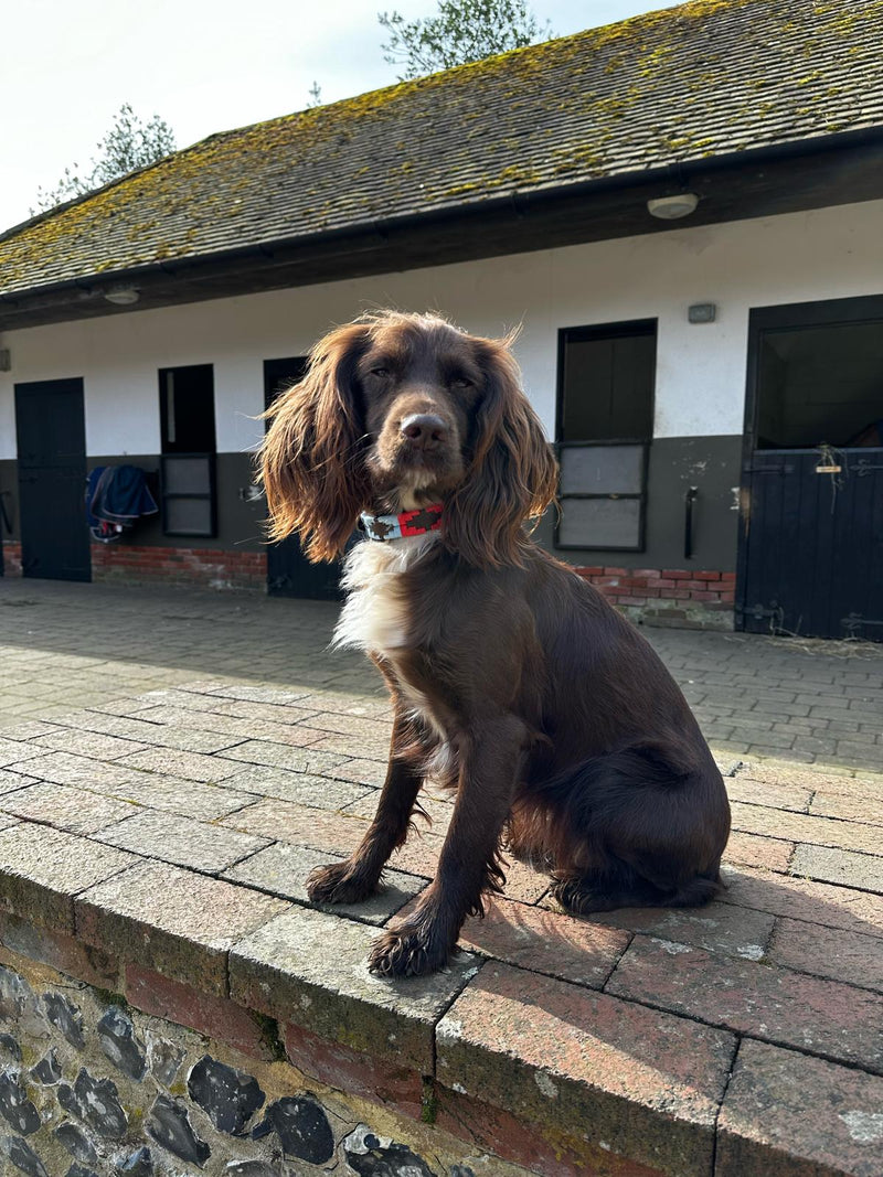 Dog sitting on a brick wall in front of stable doors