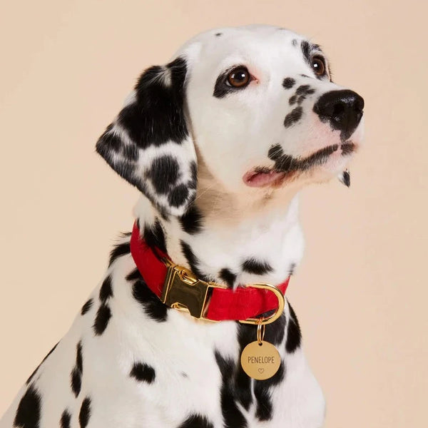 Foggy Dog_Ruby Dog Collar_Dalmatian
