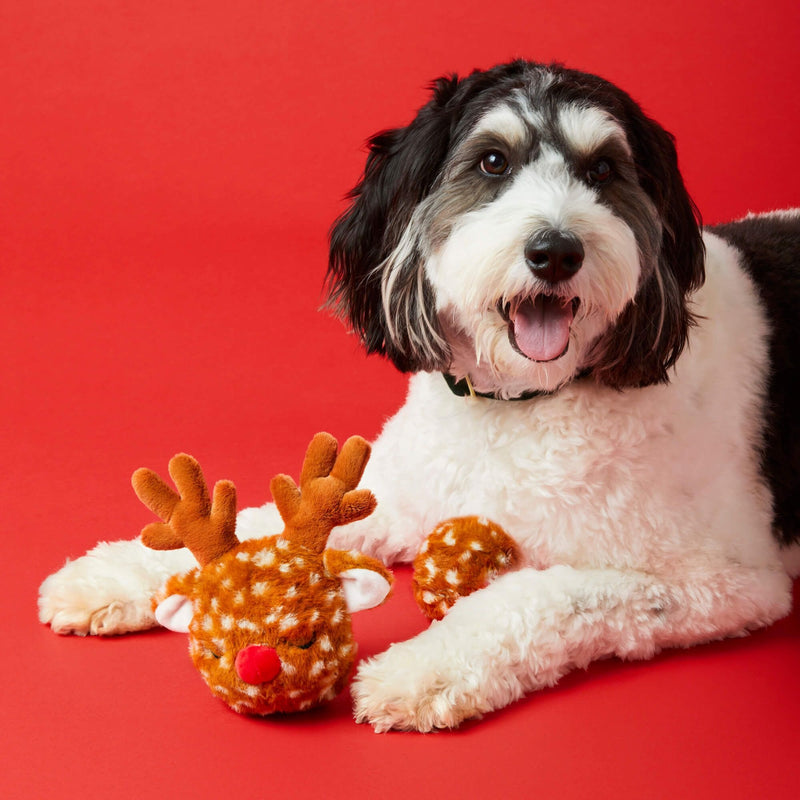 Foggy Dog_Reindeer Dog Bounce Toy_cavapoo