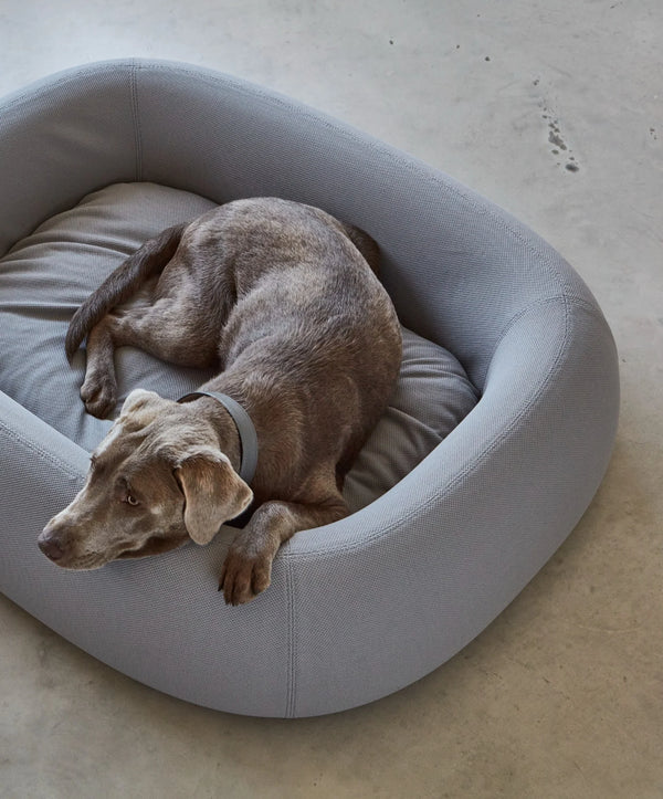 MiaCara_Barca Dog Bed_Dog resting on a gray pet bed in a minimalistic setting